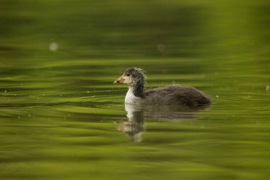 Avrasya yaban ördeği (