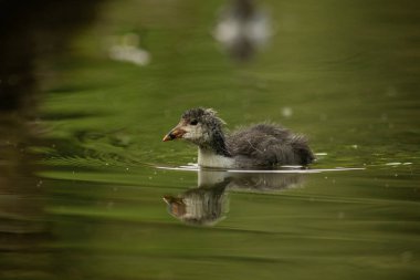 Avrasya yaban ördeği (