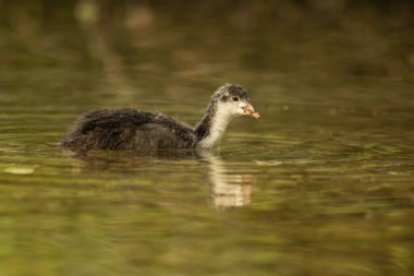 Avrasya yaban ördeği (