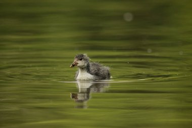Avrasya yaban ördeği (