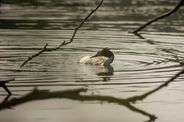 Büyük ibikli yunus (