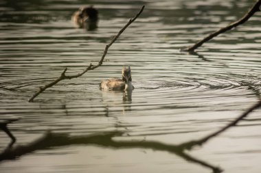 Büyük ibikli yunus (