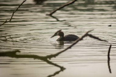 Büyük ibikli yunus (