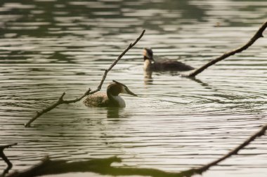 Büyük ibikli yunus (
