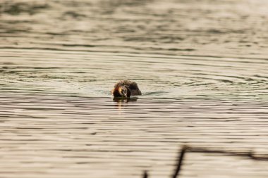 Büyük ibikli yunus (
