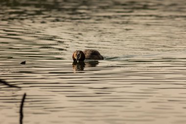 Büyük ibikli yunus (