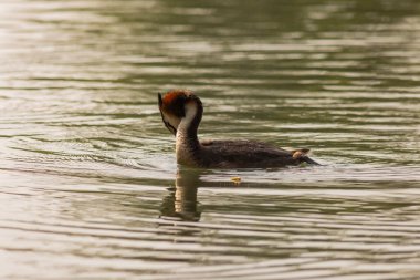 Büyük ibikli yunus (