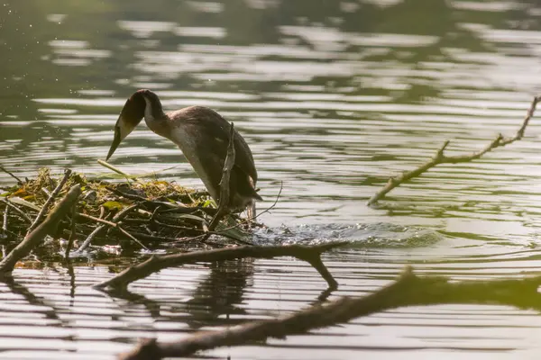 Büyük ibikli yunus (