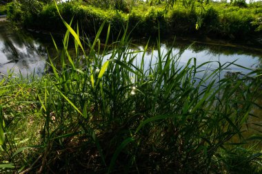 Serio Nehri, Bergamo ve Cremona eyaletlerini geçerek Lombardiya sınırları içinde akan bir İtalyan ırmağıdır..