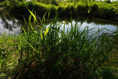 Serio Nehri, Bergamo ve Cremona eyaletlerini geçerek Lombardiya sınırları içinde akan bir İtalyan ırmağıdır..