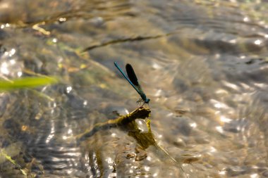 Küçük sinekler, Zygoptera 'nın altında uçan böceklerdir..