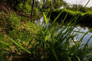 Serio Nehri, Bergamo ve Cremona eyaletlerini geçerek Lombardiya sınırları içinde akan bir İtalyan ırmağıdır..