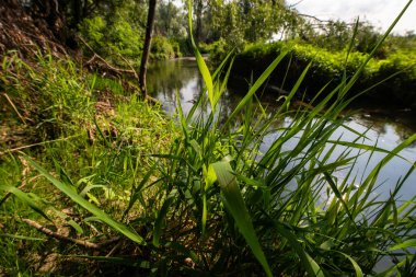 Serio Nehri, Bergamo ve Cremona eyaletlerini geçerek Lombardiya sınırları içinde akan bir İtalyan ırmağıdır..