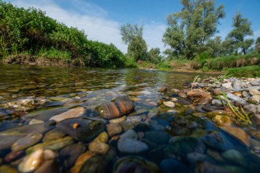 Serio Nehri, Bergamo ve Cremona eyaletlerini geçerek Lombardiya sınırları içinde akan bir İtalyan ırmağıdır..