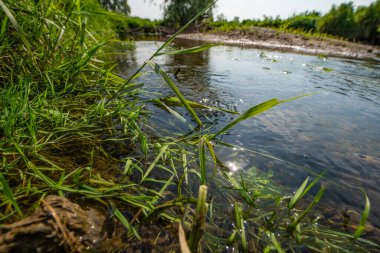 Serio Nehri, Bergamo ve Cremona eyaletlerini geçerek Lombardiya sınırları içinde akan bir İtalyan ırmağıdır..