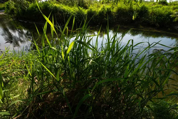 Serio Nehri, Bergamo ve Cremona eyaletlerini geçerek Lombardiya sınırları içinde akan bir İtalyan ırmağıdır..