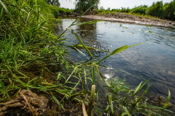 Serio Nehri, Bergamo ve Cremona eyaletlerini geçerek Lombardiya sınırları içinde akan bir İtalyan ırmağıdır..