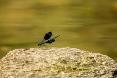 Küçük sinekler, Zygoptera 'nın altında uçan böceklerdir..