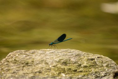 Küçük sinekler, Zygoptera 'nın altında uçan böceklerdir..