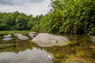 Küçük sinekler, Zygoptera 'nın altında uçan böceklerdir..
