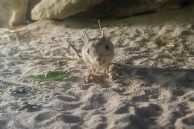 Küçük bir kemirgen, bazen inanılmaz büyük arka bacakları ve zıplayan hareket biçimi nedeniyle küçük bir kanguruya benzer..