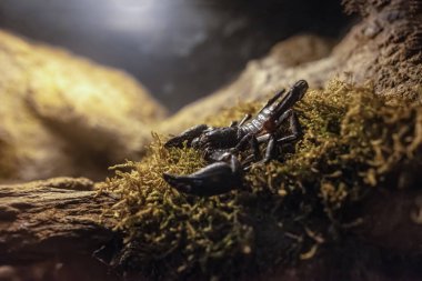 Heterometrus laoticus veya Vietnam orman akrebi, Vietnam ve Laos 'un turba bölgelerinde bulunan bir akrep türüdür..