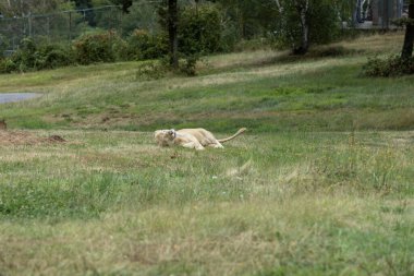 Aslan (Panthera leo), Afrika ve Hindistan 'da yaşayan Panthera cinsinin büyük bir kedisidir..