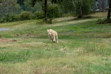 Aslan (Panthera leo), Afrika ve Hindistan 'da yaşayan Panthera cinsinin büyük bir kedisidir..