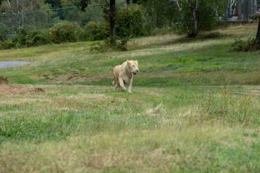 Aslan (Panthera leo), Afrika ve Hindistan 'da yaşayan Panthera cinsinin büyük bir kedisidir..