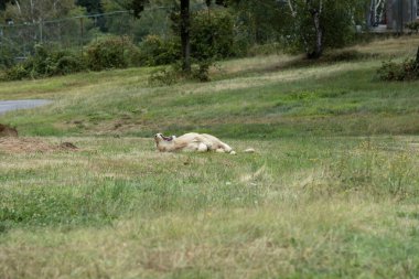 Aslan (Panthera leo), Afrika ve Hindistan 'da yaşayan Panthera cinsinin büyük bir kedisidir..