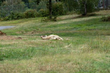 Aslan (Panthera leo), Afrika ve Hindistan 'da yaşayan Panthera cinsinin büyük bir kedisidir..