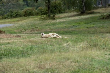 Aslan (Panthera leo), Afrika ve Hindistan 'da yaşayan Panthera cinsinin büyük bir kedisidir..