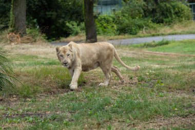 Aslan (Panthera leo), Afrika ve Hindistan 'da yaşayan Panthera cinsinin büyük bir kedisidir..