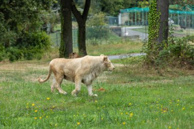 Aslan (Panthera leo), Afrika ve Hindistan 'da yaşayan Panthera cinsinin büyük bir kedisidir..