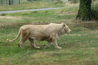 Aslan (Panthera leo), Afrika ve Hindistan 'da yaşayan Panthera cinsinin büyük bir kedisidir..
