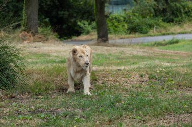 Aslan (Panthera leo), Afrika ve Hindistan 'da yaşayan Panthera cinsinin büyük bir kedisidir..