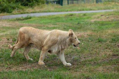 Aslan (Panthera leo), Afrika ve Hindistan 'da yaşayan Panthera cinsinin büyük bir kedisidir..