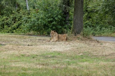 Aslan (Panthera leo), Afrika ve Hindistan 'da yaşayan Panthera cinsinin büyük bir kedisidir..