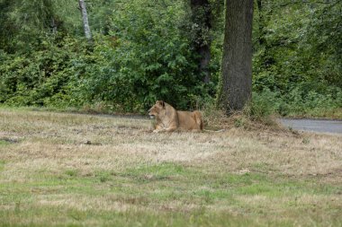 Aslan (Panthera leo), Afrika ve Hindistan 'da yaşayan Panthera cinsinin büyük bir kedisidir..