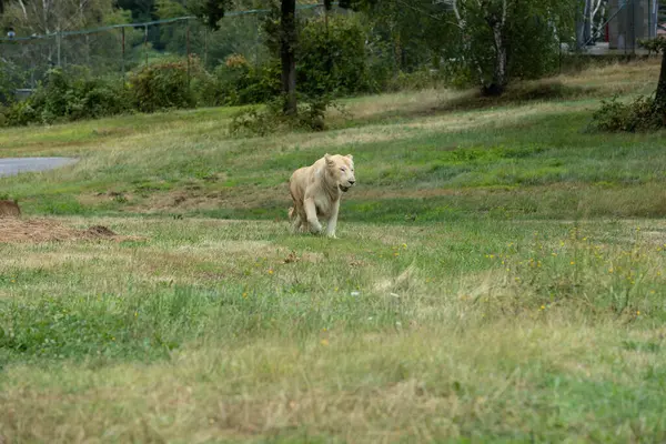Aslan (Panthera leo), Afrika ve Hindistan 'da yaşayan Panthera cinsinin büyük bir kedisidir..
