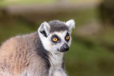 Halka kuyruklu lemur (Lemur catta), uzun, siyah-beyaz ve halkalı kuyruğu nedeniyle orta-büyük boyutlu strepsirren (ıslak burun) primatı ve en çok tanınan lemur türüdür..