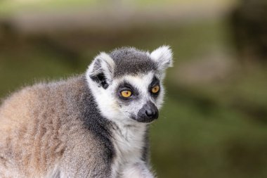 Halka kuyruklu lemur (Lemur catta), uzun, siyah-beyaz ve halkalı kuyruğu nedeniyle orta-büyük boyutlu strepsirren (ıslak burun) primatı ve en çok tanınan lemur türüdür..