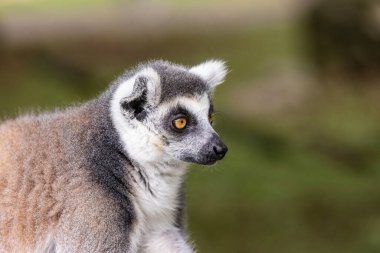 Halka kuyruklu lemur (Lemur catta), uzun, siyah-beyaz ve halkalı kuyruğu nedeniyle orta-büyük boyutlu strepsirren (ıslak burun) primatı ve en çok tanınan lemur türüdür..