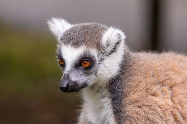 Halka kuyruklu lemur (Lemur catta), uzun, siyah-beyaz ve halkalı kuyruğu nedeniyle orta-büyük boyutlu strepsirren (ıslak burun) primatı ve en çok tanınan lemur türüdür..