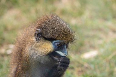 Bıyıklı guenon ya da bıyıklı maymun (Cercopithecus cephus), Cercopithecidae familyasından bir primat türü..