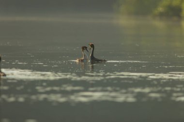 Büyük ibikli yunus (