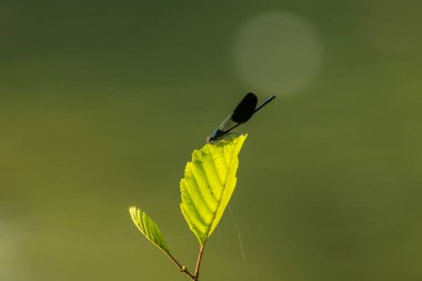 Küçük sinekler, Zygoptera 'nın altında uçan böceklerdir..