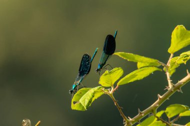 Küçük sinekler, Zygoptera 'nın altında uçan böceklerdir..
