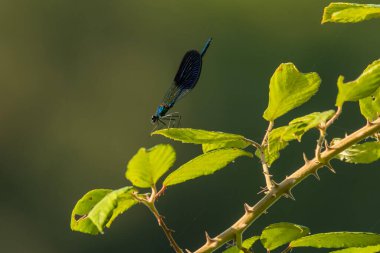 Küçük sinekler, Zygoptera 'nın altında uçan böceklerdir..