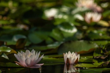 Nymphaea alba, Nymphaeaceae familyasından bir su çiçeği bitkisidir..